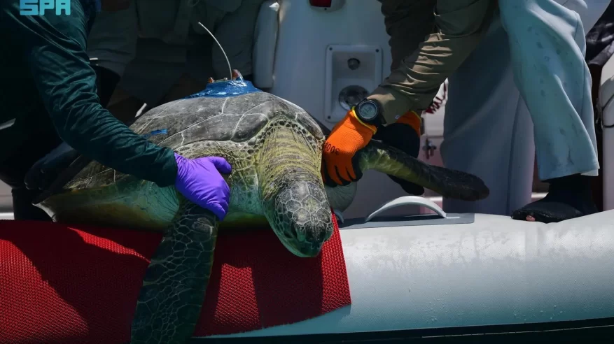 محمية الأمير محمد بن سلمان تُطلق برنامج التتبع المباشر لحركة السلاحف بالأقمار الصناعية