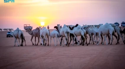 مسميات الإبل.. تراث تتناقله الأجيال ليعكس الهوية اللغوية الثرية