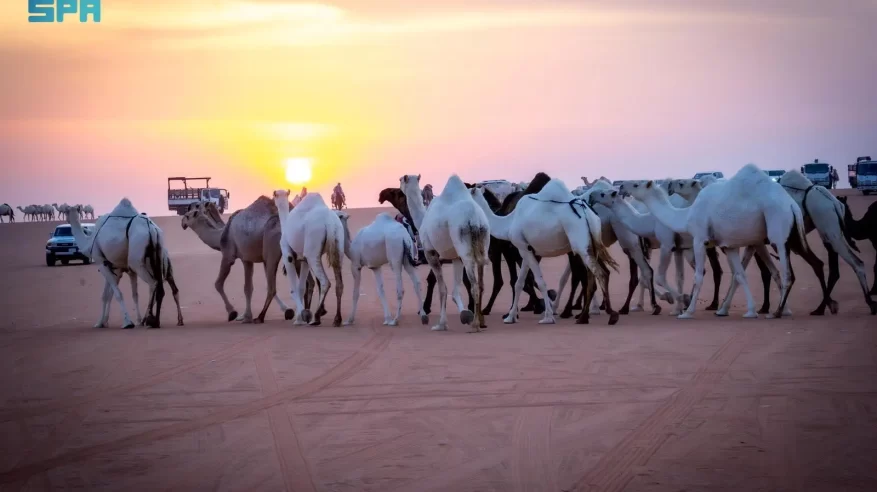 مسميات الإبل.. تراث تتناقله الأجيال ليعكس الهوية اللغوية الثرية