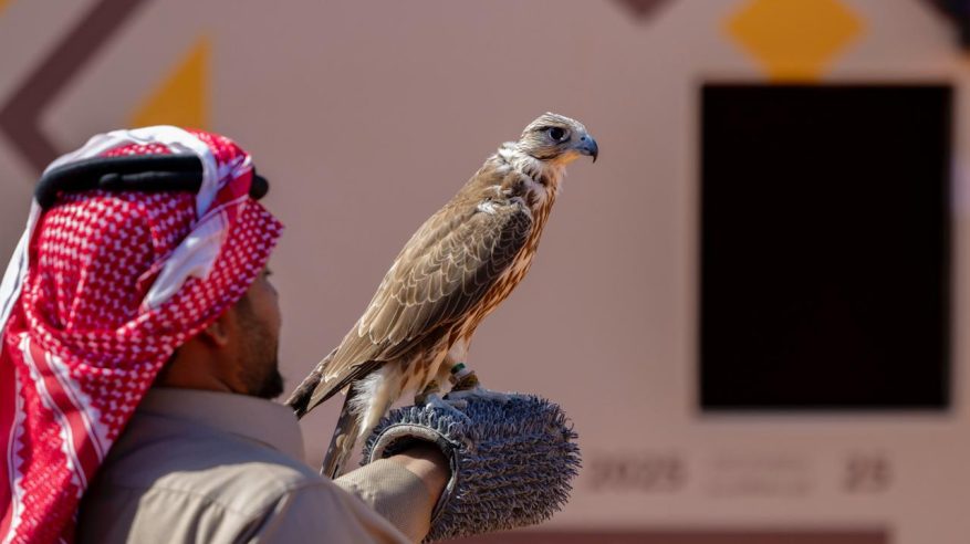 صقر يُشترى بـ30 ألف ريال ويحصد جائزة بـ120 ألفًا بمهرجان الملك عبدالعزيز للصقور