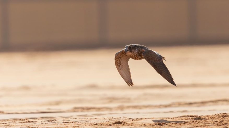 المحترفون المحليون يتنافسون على 12 كأسًا بمهرجان الملك عبدالعزيز للصقور 2025