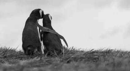 كوريا الجنوبية تغازل الشمالية بـ البطريق الصغير