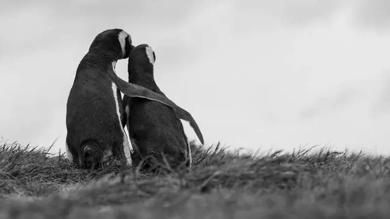 كوريا الجنوبية تغازل الشمالية بـ البطريق الصغير