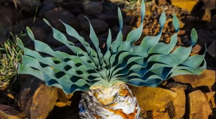 اكتشاف أقدم سهام مسمومة في التاريخ