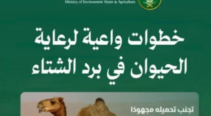 “البيئة” تدعو لتعزيز سلوكيات الرفق بالحيوانات والاعتناء بها أثناء الأمطار والأجواء الباردة