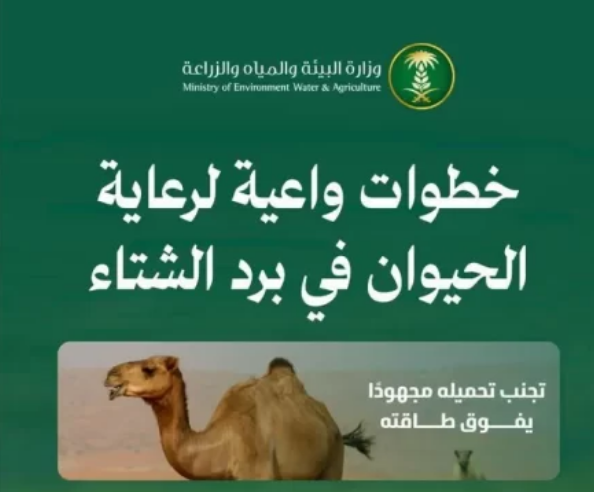 “البيئة” تدعو لتعزيز سلوكيات الرفق بالحيوانات والاعتناء بها أثناء الأمطار والأجواء الباردة