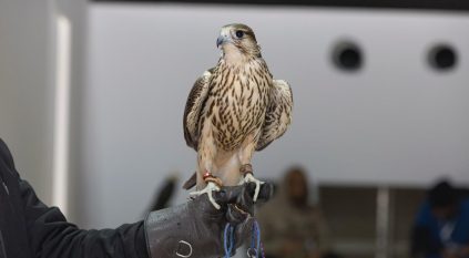 تتويج نخبة المحليين في 12 كأسًا بمهرجان الملك عبدالعزيز للصقور 2025