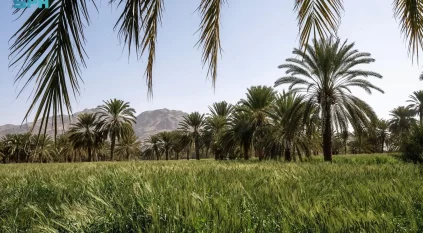 مُزارعو نجران يستعدُّون لموسم حصاد القمح بالمنطقة
