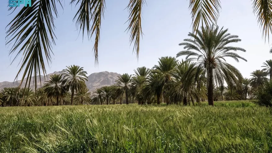 مُزارعو نجران يستعدُّون لموسم حصاد القمح بالمنطقة