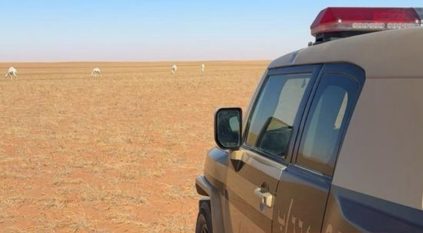 ضبط مواطن رعى 12 متنًا من الإبل في محمية الإمام عبدالعزيز