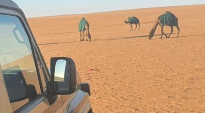 ضبط مواطن رعى 4 أمتان من الإبل في محمية الإمام عبدالعزيز