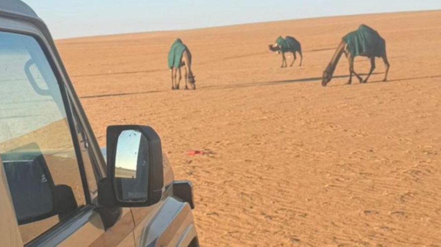 ضبط مواطن رعى 4 أمتان من الإبل في محمية الإمام عبدالعزيز