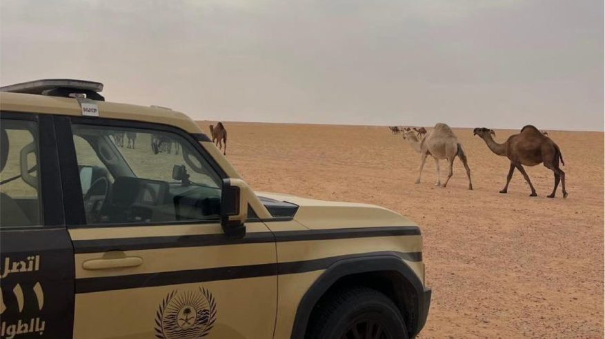 ضبط مواطن رعى 15 متنًا من الإبل في محمية الملك عبدالعزيز