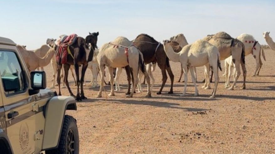 ضبط مخالف رعى 13 متنًا من الإبل في محمية الملك عبدالعزيز