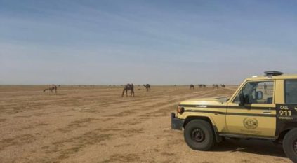 ضبط مواطن خليجي رعى 24 متنًا من الإبل في مواقع محظورة بمحمية الملك عبدالعزيز