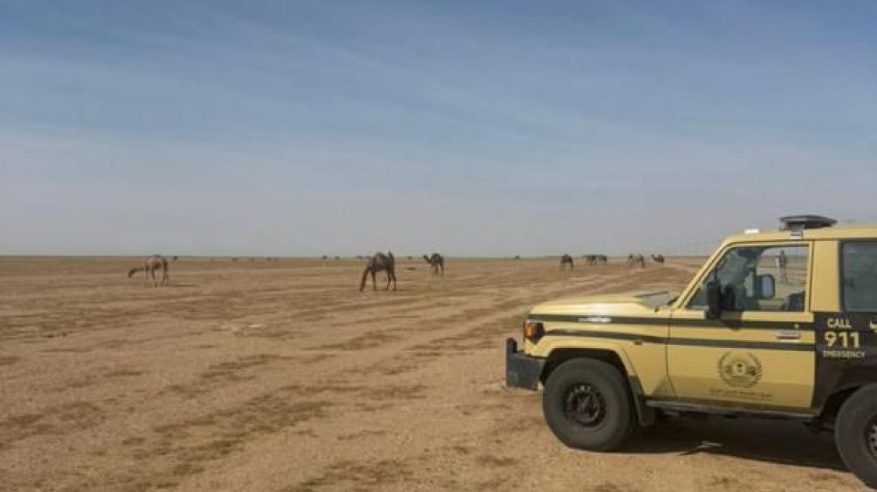 ضبط مواطن خليجي رعى 24 متنًا من الإبل في مواقع محظورة بمحمية الملك عبدالعزيز