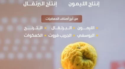 البيئة: شتاء السعودية يشهد إنتاجًا مميزًا من الحمضيات