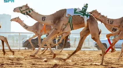 اليوم.. تتويج أبطال كؤوس مهرجان خادم الحرمين الشريفين لفئة “الجذاع”