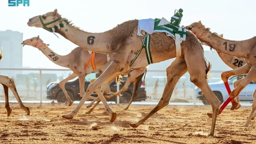 اليوم.. تتويج أبطال كؤوس مهرجان خادم الحرمين الشريفين لفئة “الجذاع”