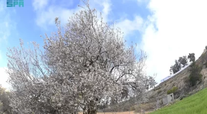 أزهار اللوز تكسو مرتفعات عسير في لوحة شتوية خلابة