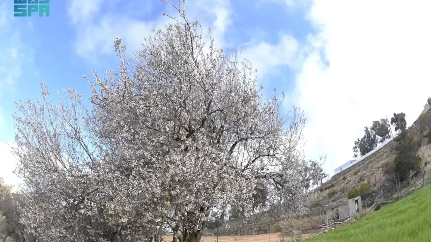 أزهار اللوز تكسو مرتفعات عسير في لوحة شتوية خلابة