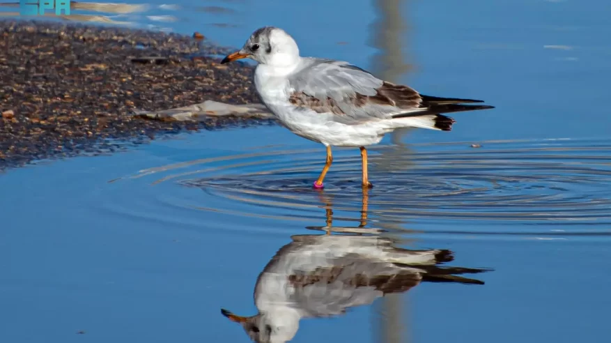 رصد نورس أسود الرأس في سماء الشمالية
