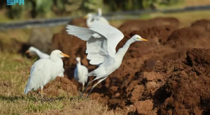 مزارع نجران تستقبل بلشون الماشية ضمن مسار رحلته الشتوية