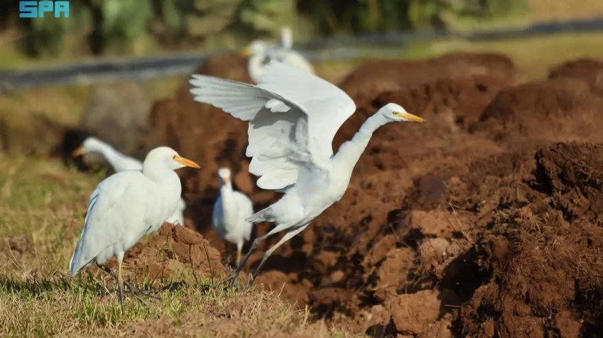 مزارع نجران تستقبل بلشون الماشية ضمن مسار رحلته الشتوية