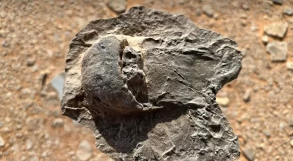 اكتشاف علمي لأحافير نادرة تعود إلى 465 مليون سنة في العلا