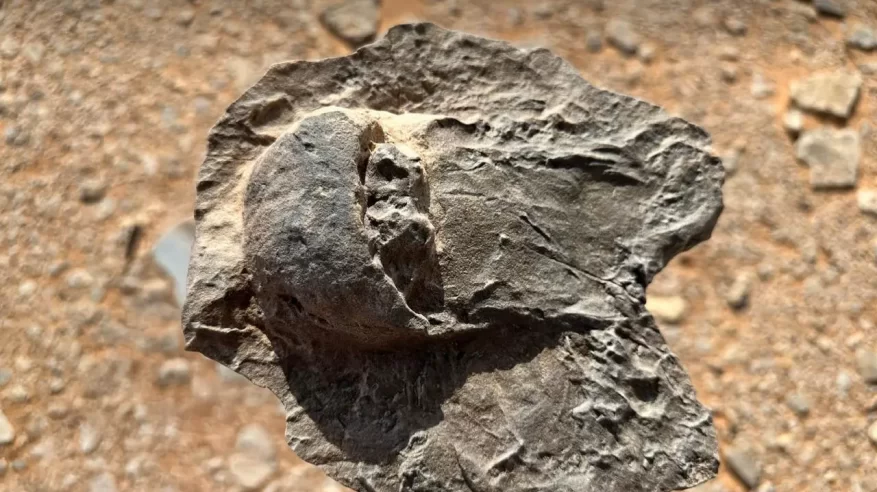 اكتشاف علمي لأحافير نادرة تعود إلى 465 مليون سنة في العلا