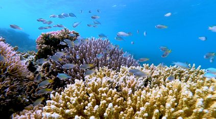 السعودية تستضيف القمة العالمية الأولى للشُّعب المرجانية