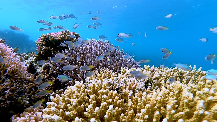 السعودية تستضيف القمة العالمية الأولى للشُّعب المرجانية