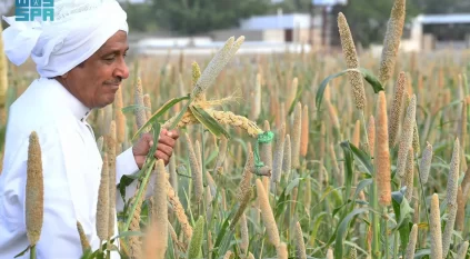 الدخن في عسير.. محصول موسمي يعزز الاستدامة والأمن الغذائي