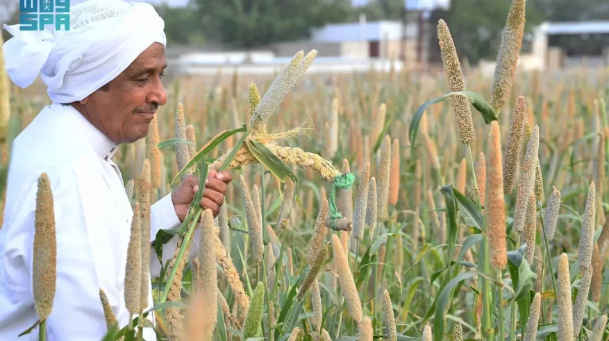 الدخن في عسير.. محصول موسمي يعزز الاستدامة والأمن الغذائي