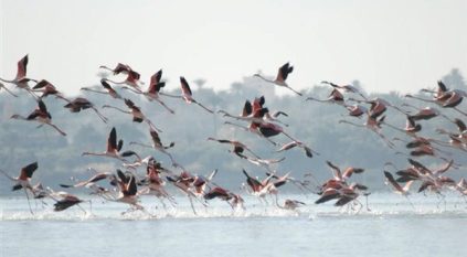 طيور النحَام “الفلامنجو” تُزين بحيرة قارون التاريخية