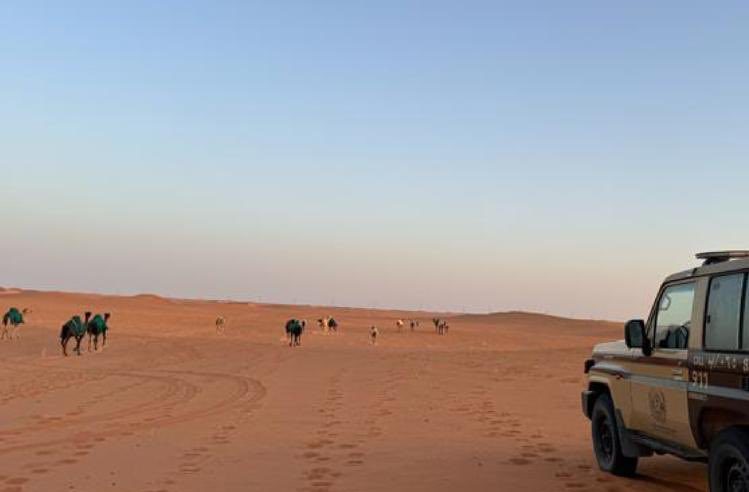 ضبط مواطن رعى 16 متنًا من الإبل في محمية الإمام عبدالعزيز