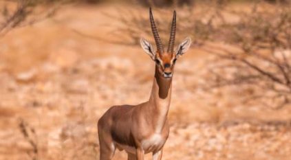 “الحياة الفطرية” يطلق 124 كائنًا فطريًا مهددًا بالانقراض بمحمية الإمام تركي
