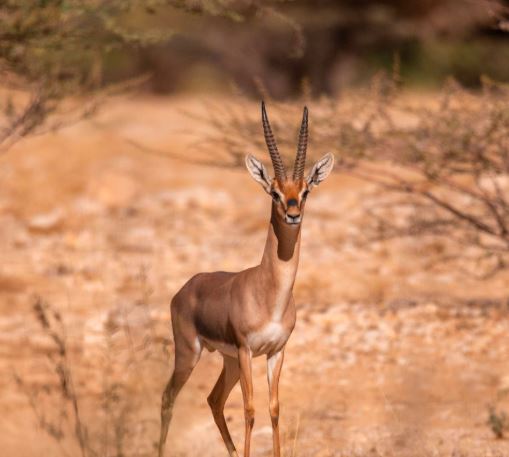 “الحياة الفطرية” يطلق 124 كائنًا فطريًا مهددًا بالانقراض بمحمية الإمام تركي