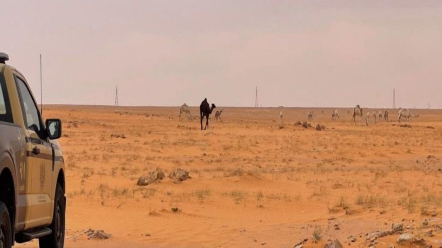 ضبط مواطن رعى 15 متنًا من الإبل في محمية الإمام عبدالعزيز