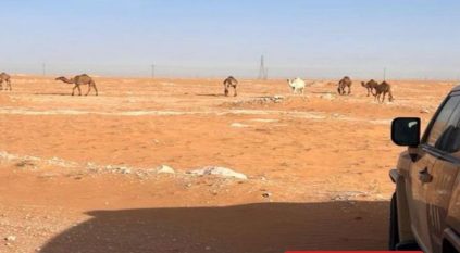 ضبط مواطن رعى 7 متون من الإبل في محمية الإمام عبدالعزيز