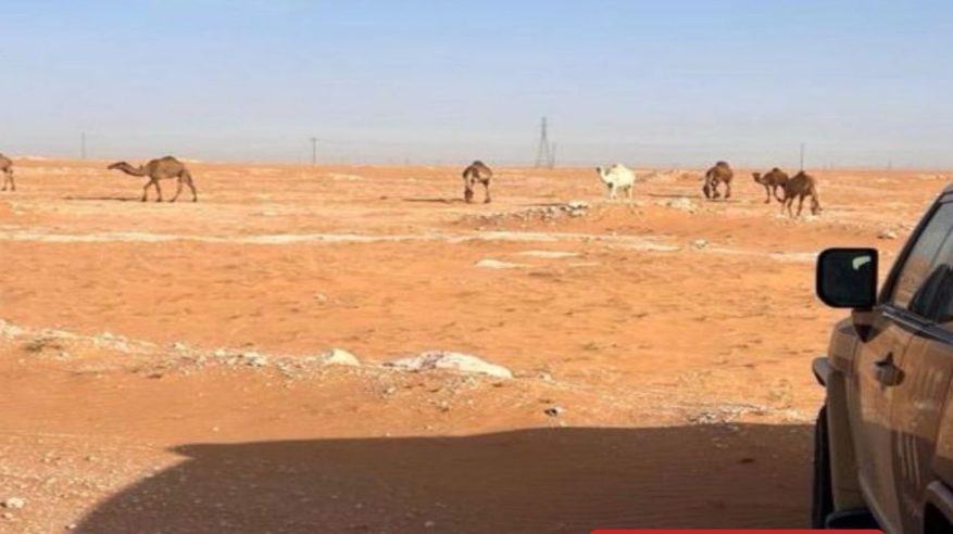 ضبط مواطن رعى 7 متون من الإبل في محمية الإمام عبدالعزيز