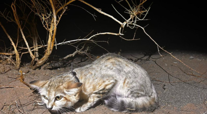 محمية محمد بن سلمان تنجح بتتبع قط الرمال وتنجز دراسة جينية غير مسبوقة