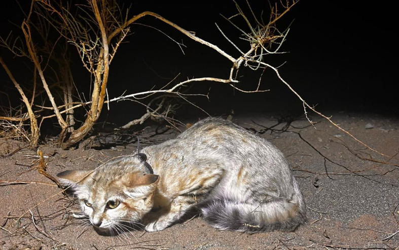 محمية محمد بن سلمان تنجح بتتبع قط الرمال وتنجز دراسة جينية غير مسبوقة