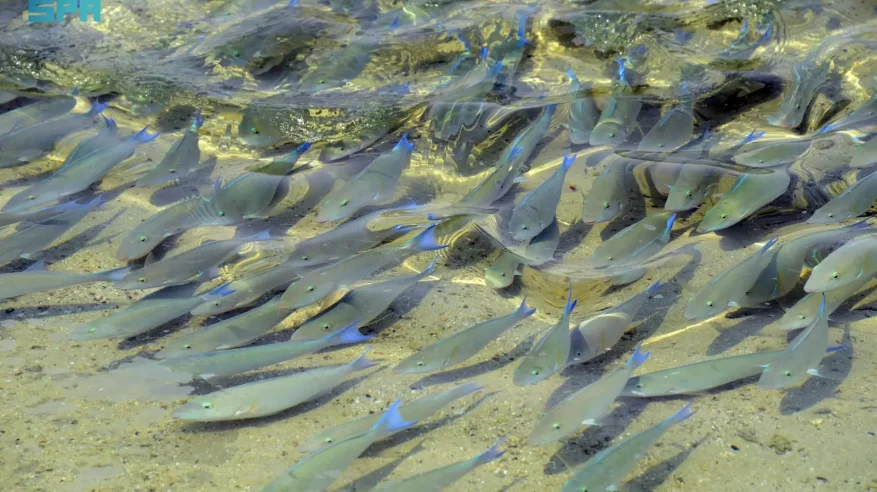لماذا تختار أسماك الببغاء شواطئ جزر فرسان؟