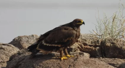 رصد 2850 طائرًا نادرًا بمحمية الملك سلمان الملكية