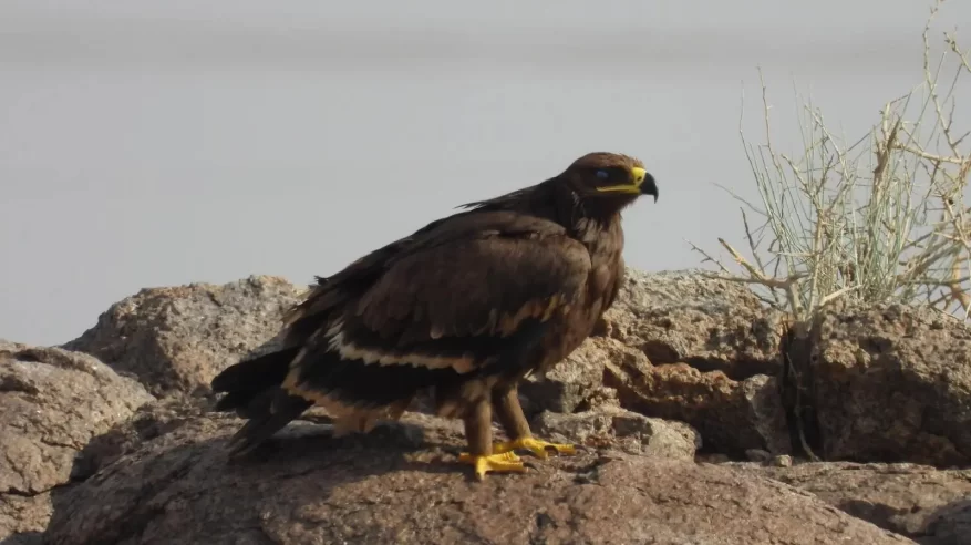 رصد 2850 طائرًا نادرًا بمحمية الملك سلمان الملكية