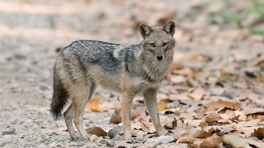 محمية الملك عبدالعزيز تسجّل أول رصد موثّق لـ ابن آوى الذهبي في الرياض