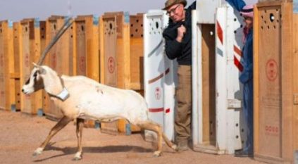 مركز الحياة الفطرية يطلق أكثر من 10 آلاف كائن 