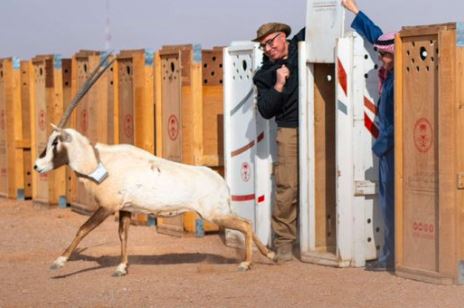 مركز الحياة الفطرية يطلق أكثر من 10 آلاف كائن 
