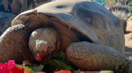 عودة 150 سلحفاة عملاقة إلى مواطنها في جزر غالاباغوس